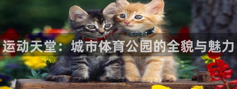米兰体育官方正版app娱乐40996：运动天堂：城市